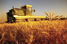 Producţia globală agricolă în anul 2008 în Republica Moldova
