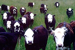 Producţia globală agricolă în ianuarie-iunie 2009