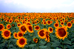 Suprafeţele însămînţate cu culturi agricole sub roada anului 2009