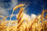 Producţia globală agricolă în ianuarie - septembrie 2009