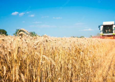 Suprafeţele însămînţate cu culturi agricole sub roada anului 2010