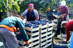 Roada medie a culturilor agricole la începutul perioadei de recoltare