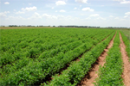 Producţia globală agricolă în ianuarie-septembrie 2010