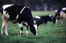 Activitatea agricolă în ianuarie-iunie 2020